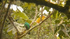 Pharomachrus auriceps