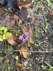 Verbena pulchella