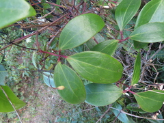 Clematis crassifolia