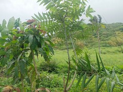 Zanthoxylum ailanthoides