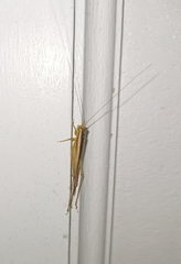 Conocephalus maculatus