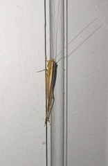 Conocephalus maculatus