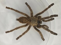 Pterinochilus murinus