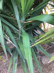 Yucca aloifolia