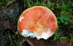 Russula pulchra