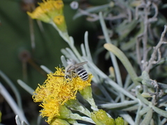 Colletes moricei