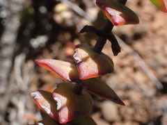 Crassula perforata