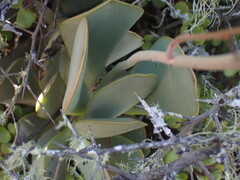 Adromischus sphenophyllus