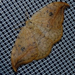 Drepana falcataria