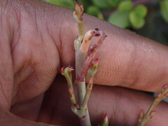 Adromischus sphenophyllus
