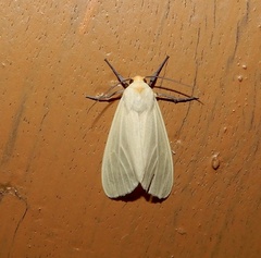 Pareuchaetes pseudoinsulata