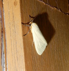 Pareuchaetes pseudoinsulata