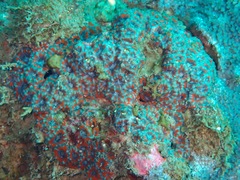 Micromussa amakusensis