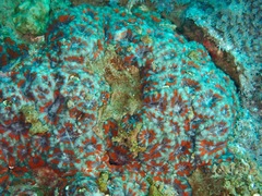 Micromussa amakusensis