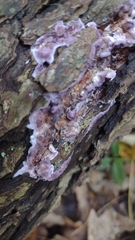 Chondrostereum purpureum