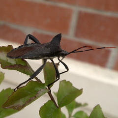 Elasmopoda
