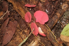 Phillipsia domingensis