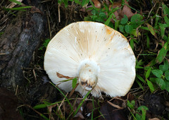 Russula pulchra