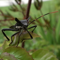 Elasmopoda