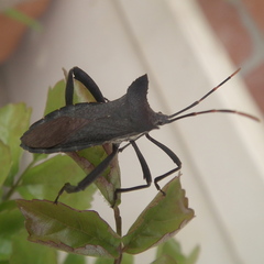 Elasmopoda