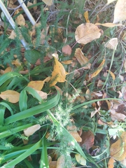 Asparagus acutifolius