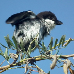 Lanius collaris collaris