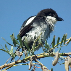 Lanius collaris collaris