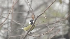 Parus major