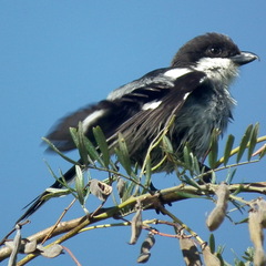 Lanius collaris collaris