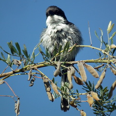 Lanius collaris collaris