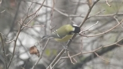 Parus major
