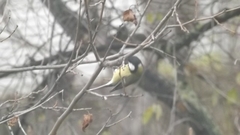 Parus major