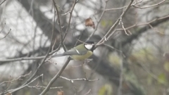 Parus major