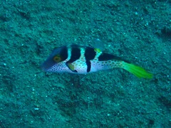 Canthigaster valentini