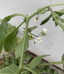 Solanum nigrum