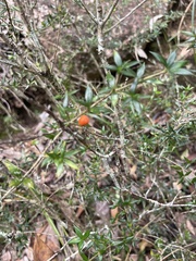 Alyxia ruscifolia