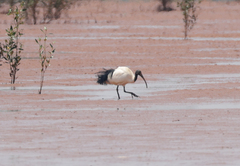 Threskiornis bernieri