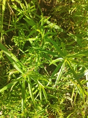 Cistus monspeliensis