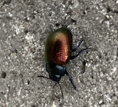 Chrysolina auripennis