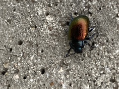 Chrysolina auripennis