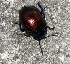 Chrysolina auripennis