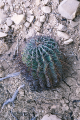 Ferocactus echidne victoriensis