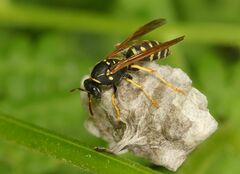 Polistes albellus