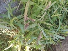Setaria verticillata