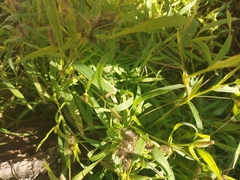 Setaria verticillata