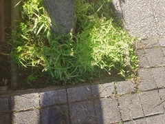 Setaria verticillata