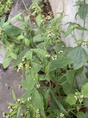 Galinsoga quadriradiata