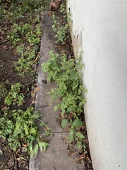 Galinsoga quadriradiata