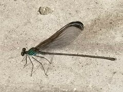 Psolodesmus mandarinus dorothea