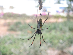 Trichonephila inaurata